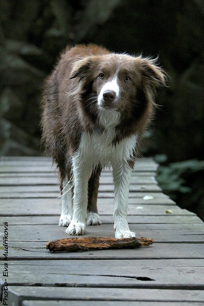 Abigail brown od Dobré pohody